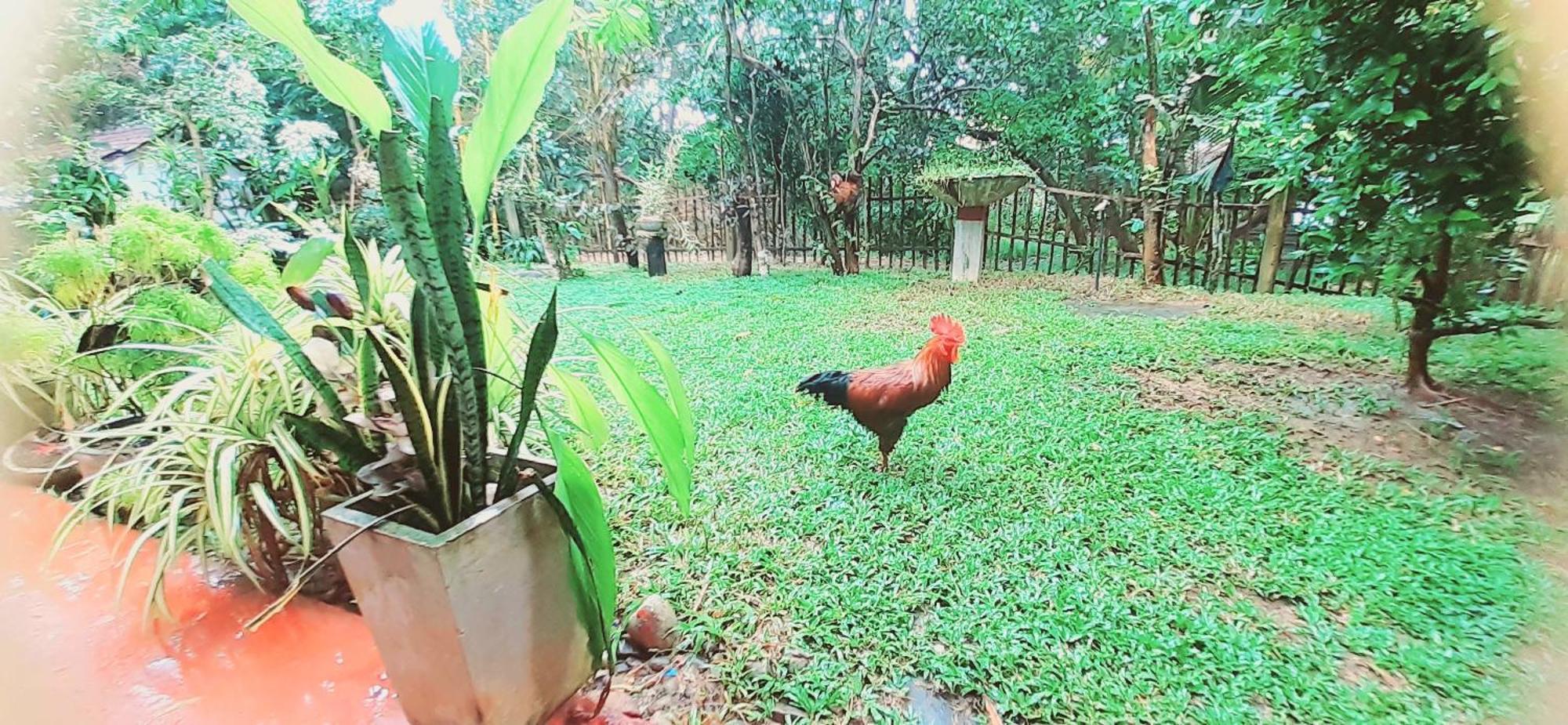 Bamboo Home Stay Hiriketiya Dikwella Eksteriør bilde