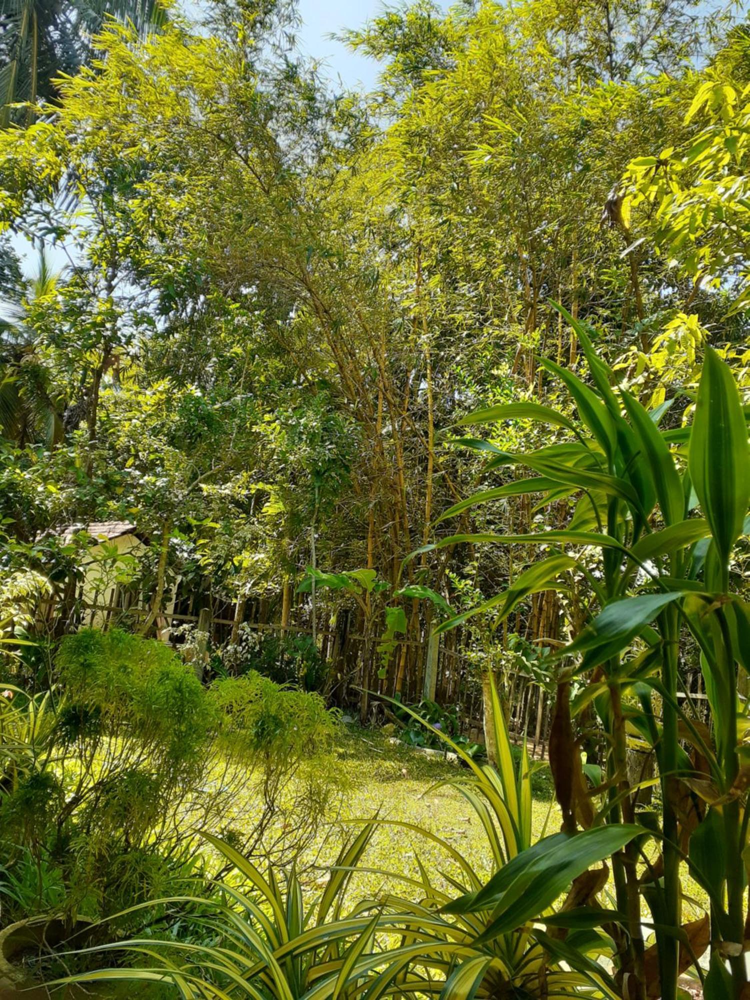 Bamboo Home Stay Hiriketiya Dikwella Eksteriør bilde